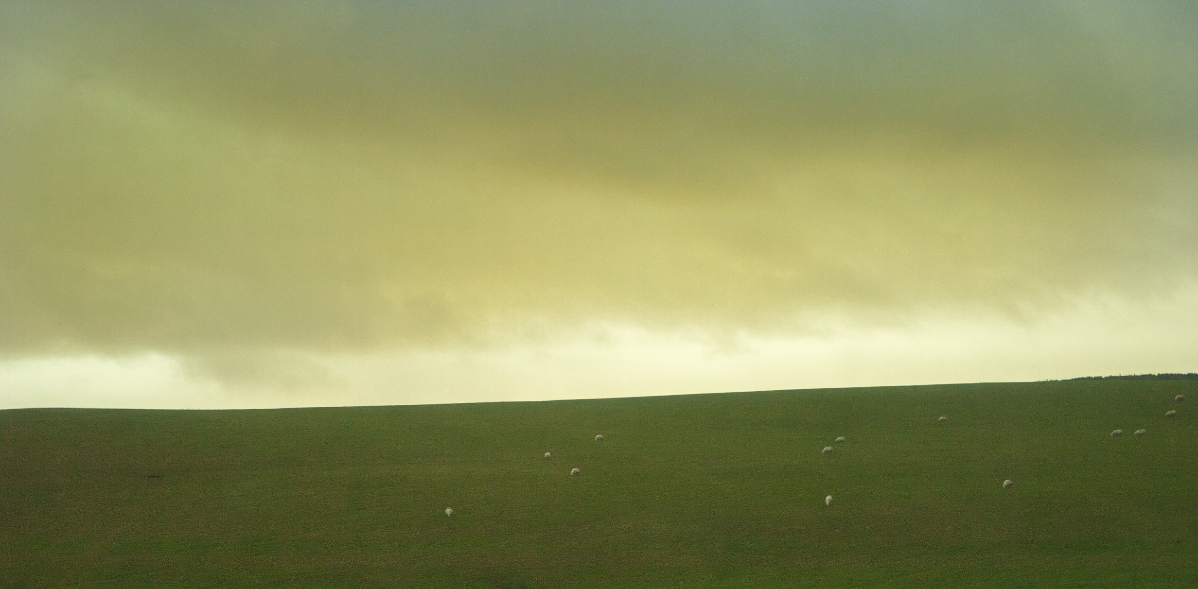 moor