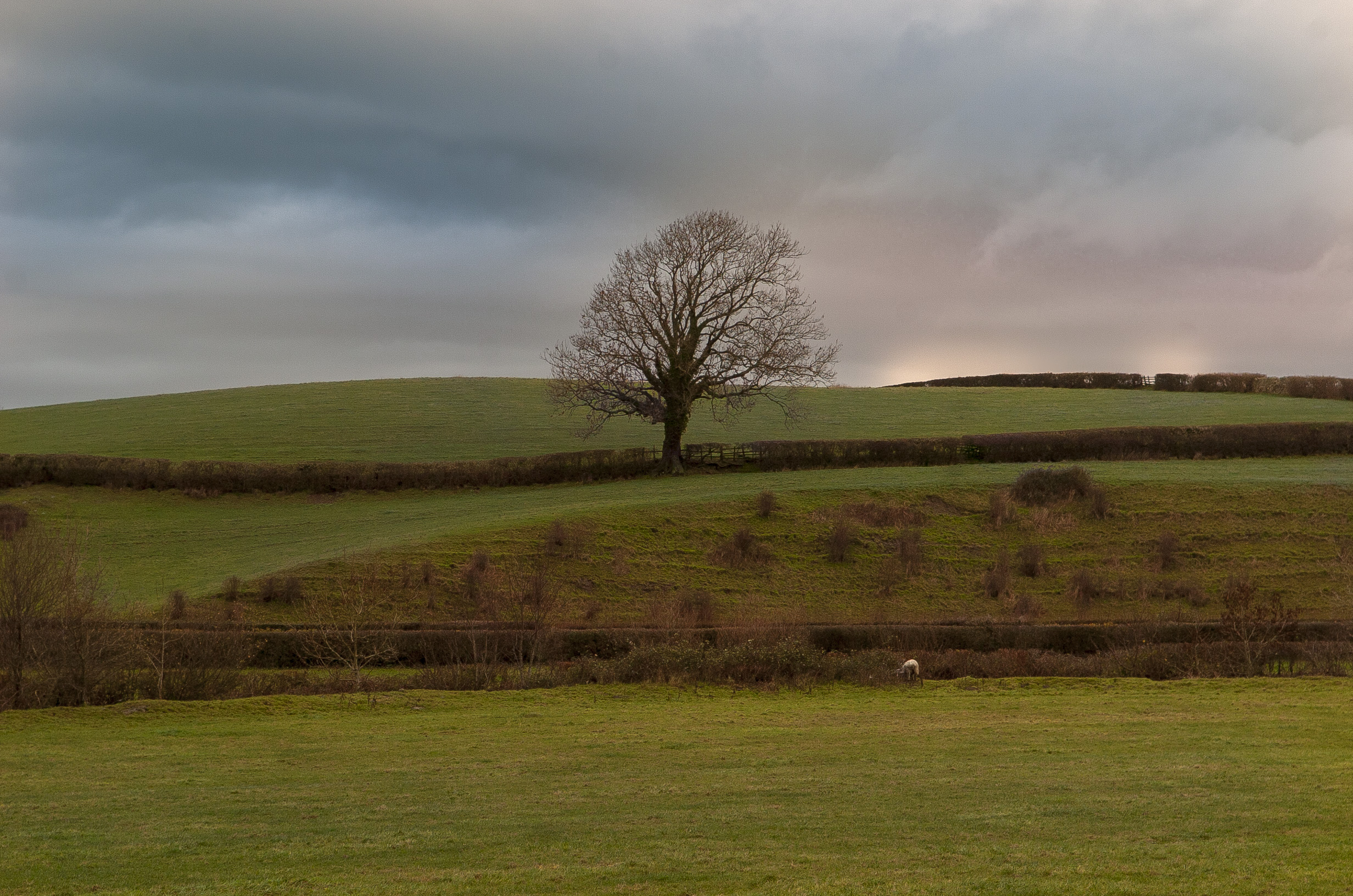 moor