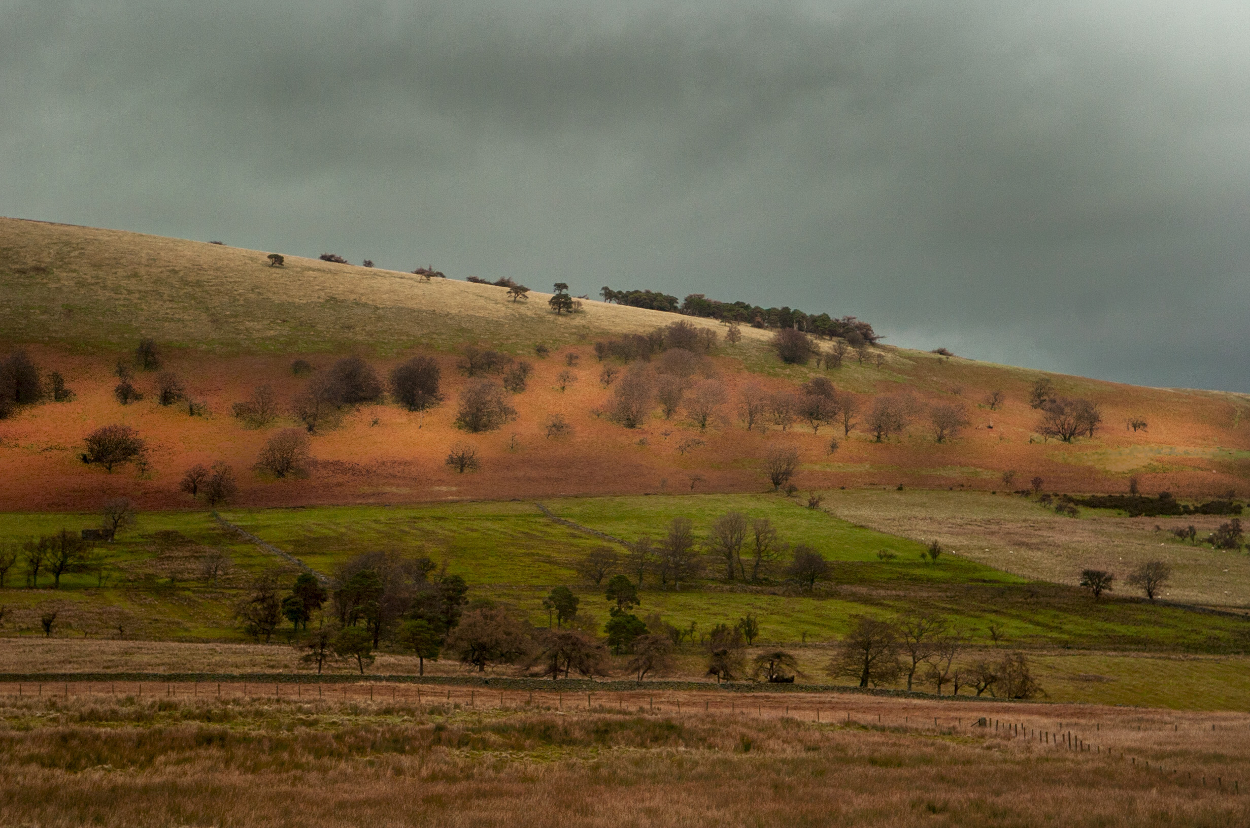 moor